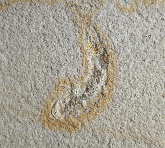 Leptolepides sprattiformis (BLAINVILLE 1818) - Bild © FossNet FossilienStore